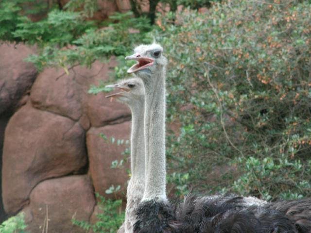 St Louis Zoo 2002