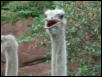 St Louis Zoo 2002
