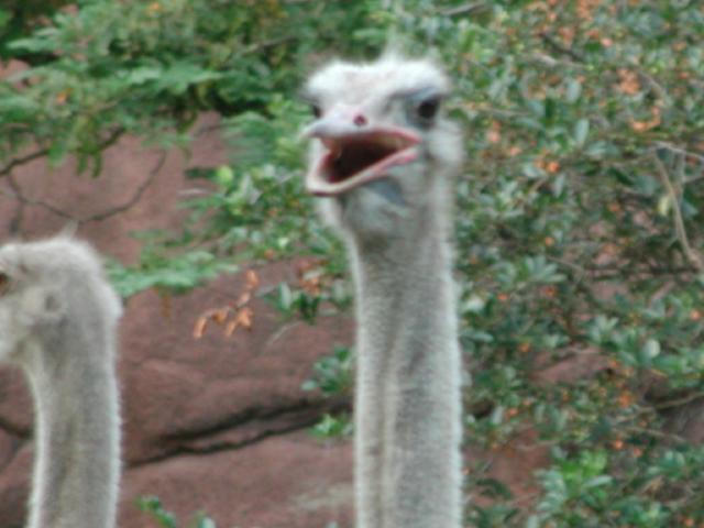 St Louis Zoo 2002