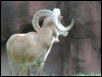St Louis Zoo 2002