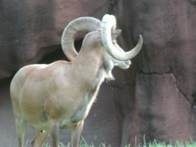St Louis Zoo 2002