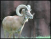 St Louis Zoo 2002