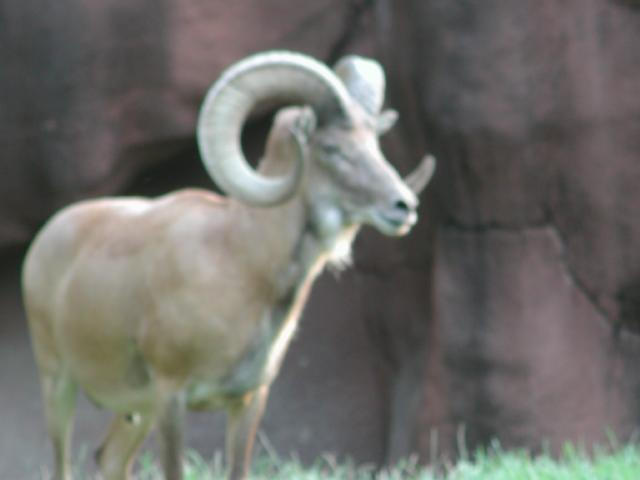 St Louis Zoo 2002