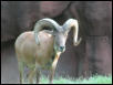 St Louis Zoo 2002