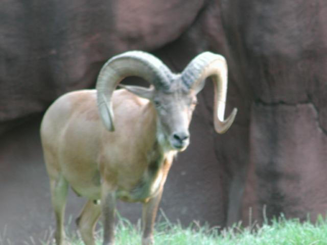 St Louis Zoo 2002