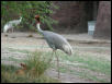 St Louis Zoo 2002
