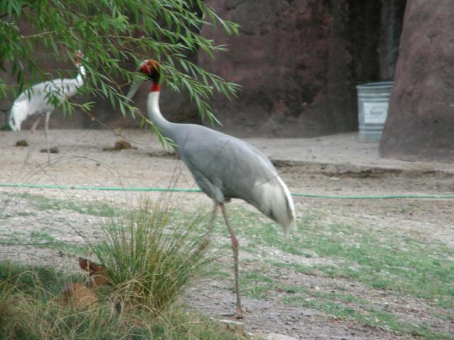 St Louis Zoo 2002