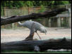 St Louis Zoo 2002
