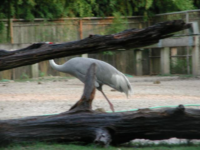 St Louis Zoo 2002
