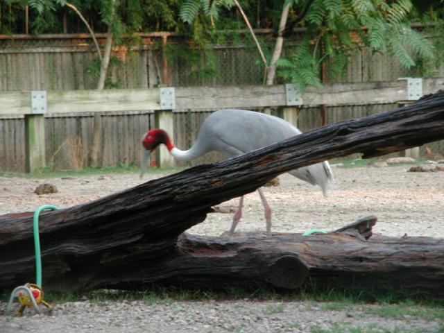 St Louis Zoo 2002