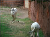 St Louis Zoo 2002