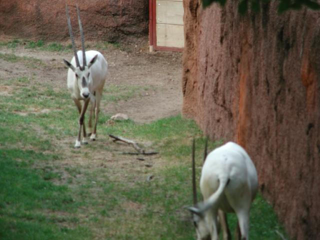 St Louis Zoo 2002