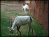 St Louis Zoo 2002