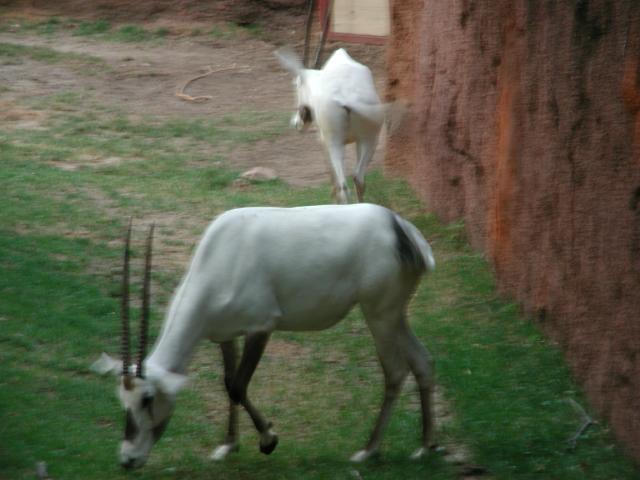 St Louis Zoo 2002