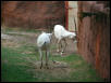 St Louis Zoo 2002