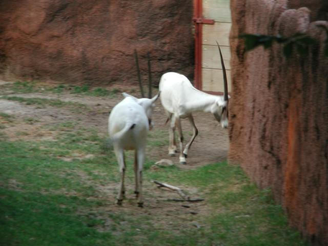St Louis Zoo 2002