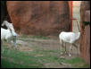 St Louis Zoo 2002
