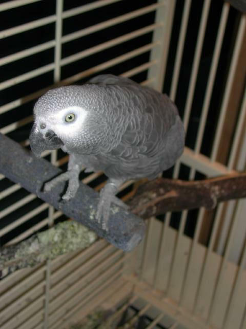 Ft Worth Bird Mart Pics