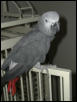 Ft Worth Bird Mart Pics