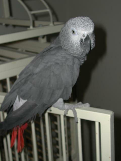 Ft Worth Bird Mart Pics