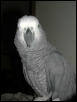 Ft Worth Bird Mart Pics