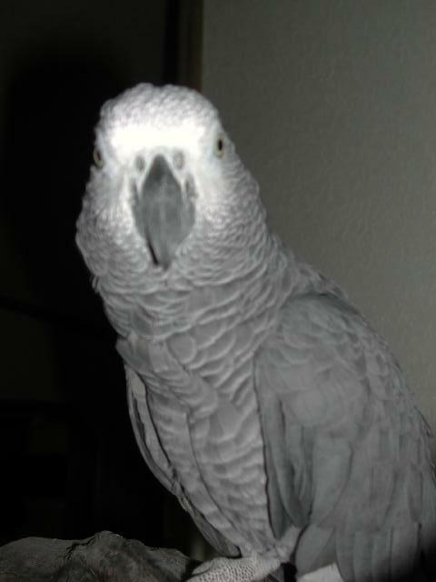 Ft Worth Bird Mart Pics