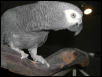 Ft Worth Bird Mart Pics