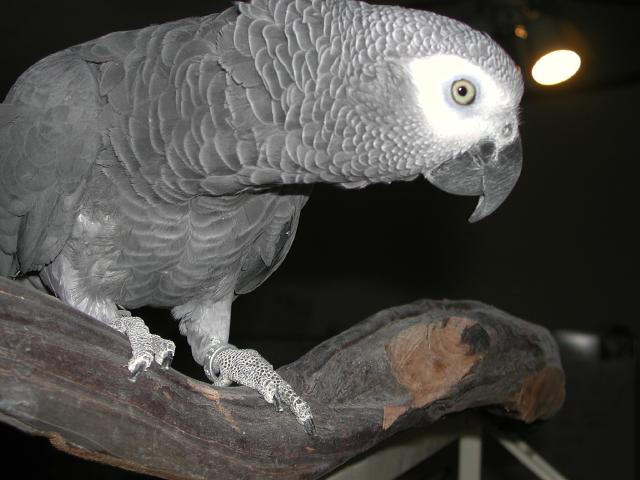 Ft Worth Bird Mart Pics