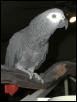 Ft Worth Bird Mart Pics