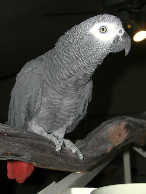 Ft Worth Bird Mart Pics