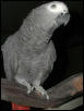 Ft Worth Bird Mart Pics