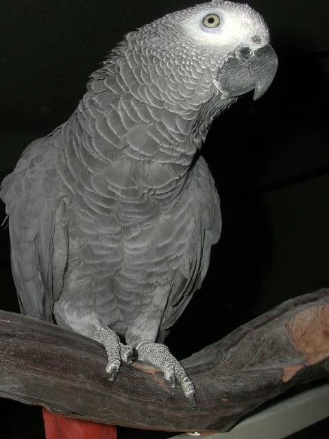 Ft Worth Bird Mart Pics