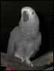 Ft Worth Bird Mart Pics