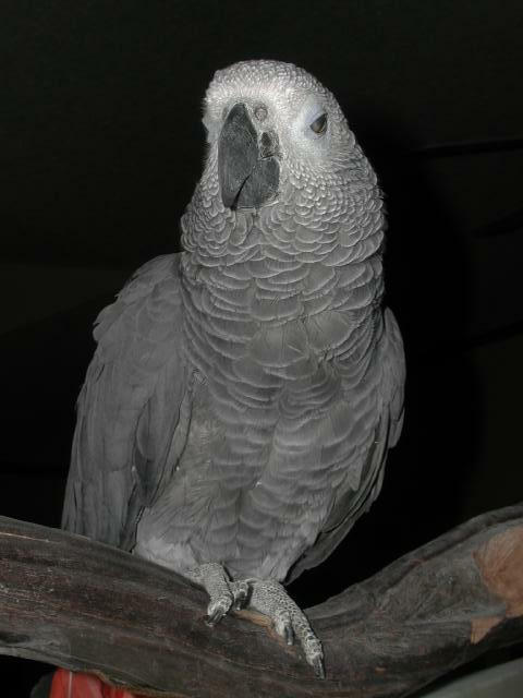 Ft Worth Bird Mart Pics