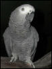 Ft Worth Bird Mart Pics