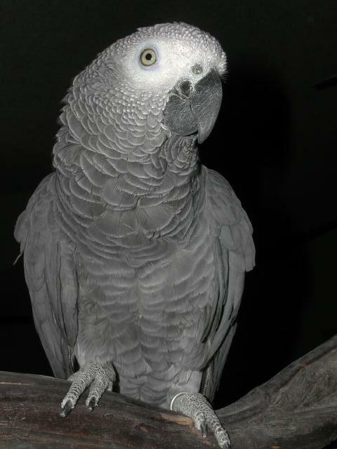 Ft Worth Bird Mart Pics