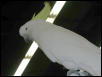 Ft Worth Bird Mart Pics