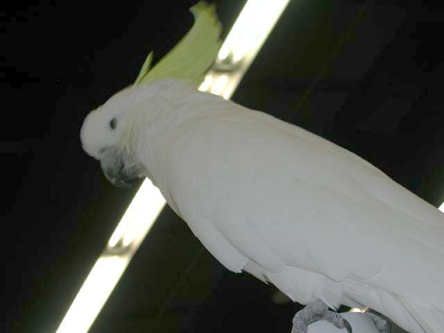 Ft Worth Bird Mart Pics