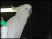 Ft Worth Bird Mart Pics