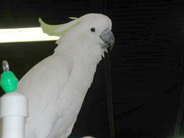 Ft Worth Bird Mart Pics
