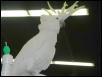 Ft Worth Bird Mart Pics