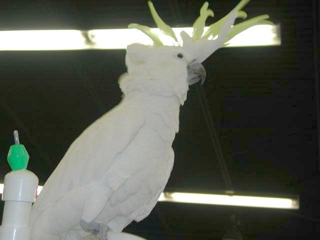 Ft Worth Bird Mart Pics