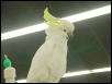 Ft Worth Bird Mart Pics
