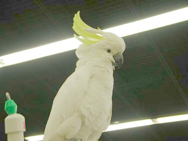 Ft Worth Bird Mart Pics