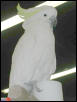 Ft Worth Bird Mart Pics