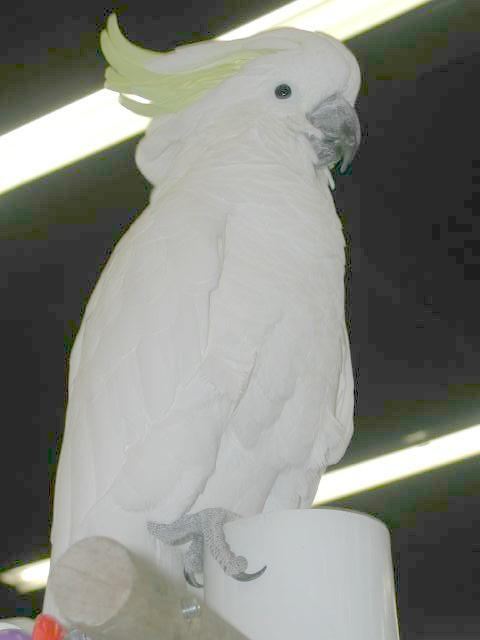 Ft Worth Bird Mart Pics