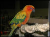 Ft Worth Bird Mart Pics