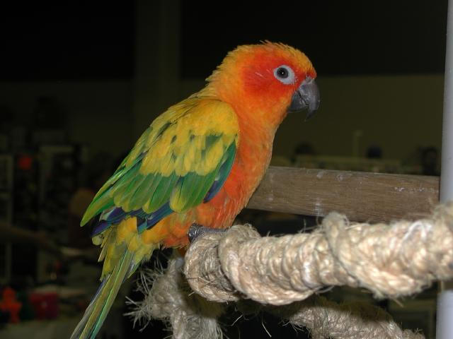 Ft Worth Bird Mart Pics