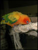 Ft Worth Bird Mart Pics