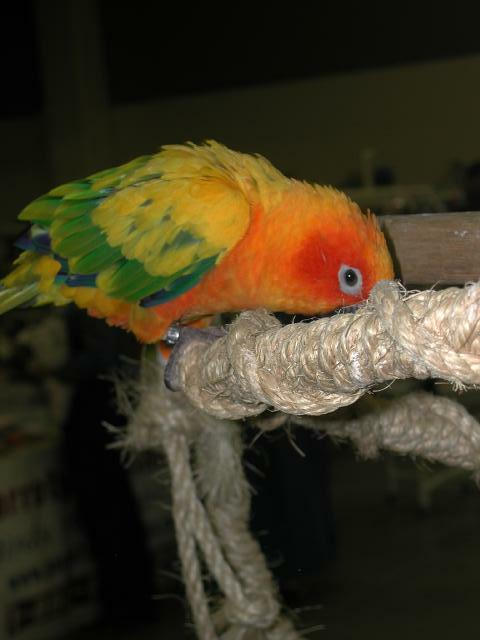 Ft Worth Bird Mart Pics